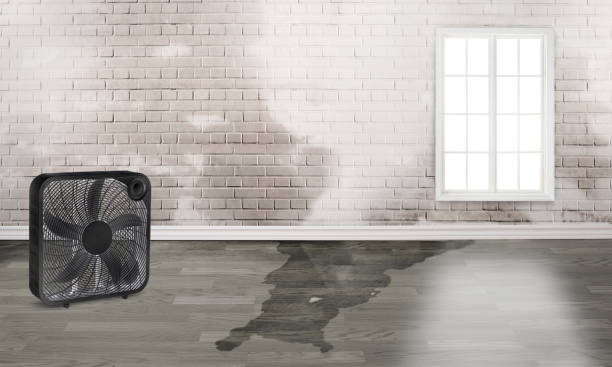 Best Basement water damage restoration  in Reston, VA